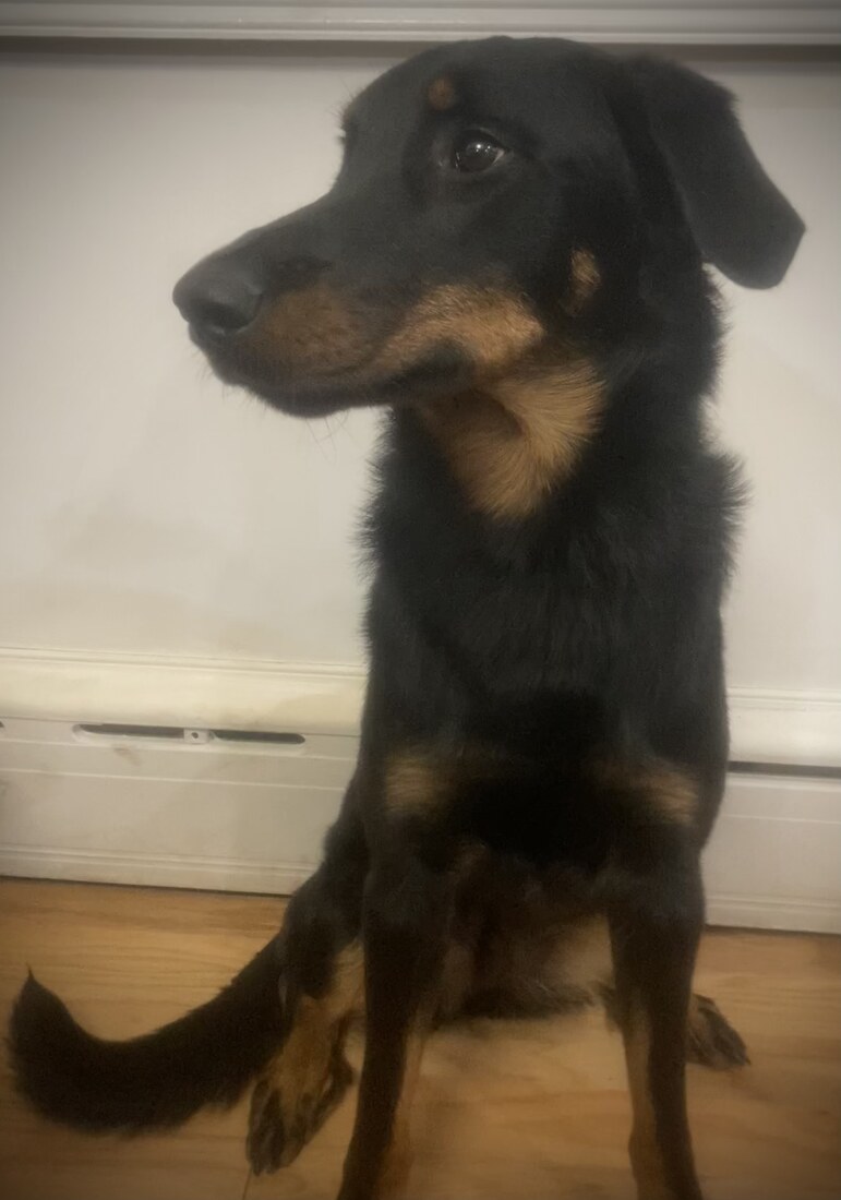 Clover 10mo look away