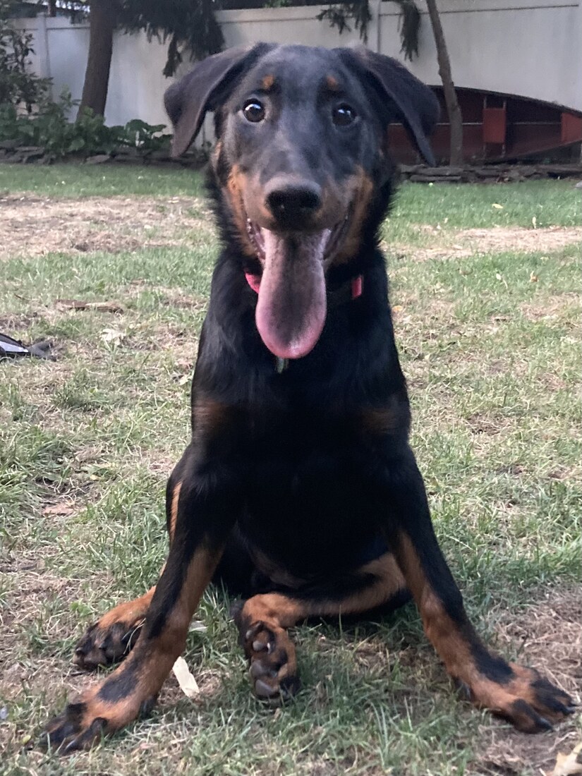 Clover 10mo tonguesilly