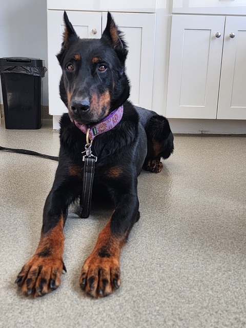 waiting for her ultrasound