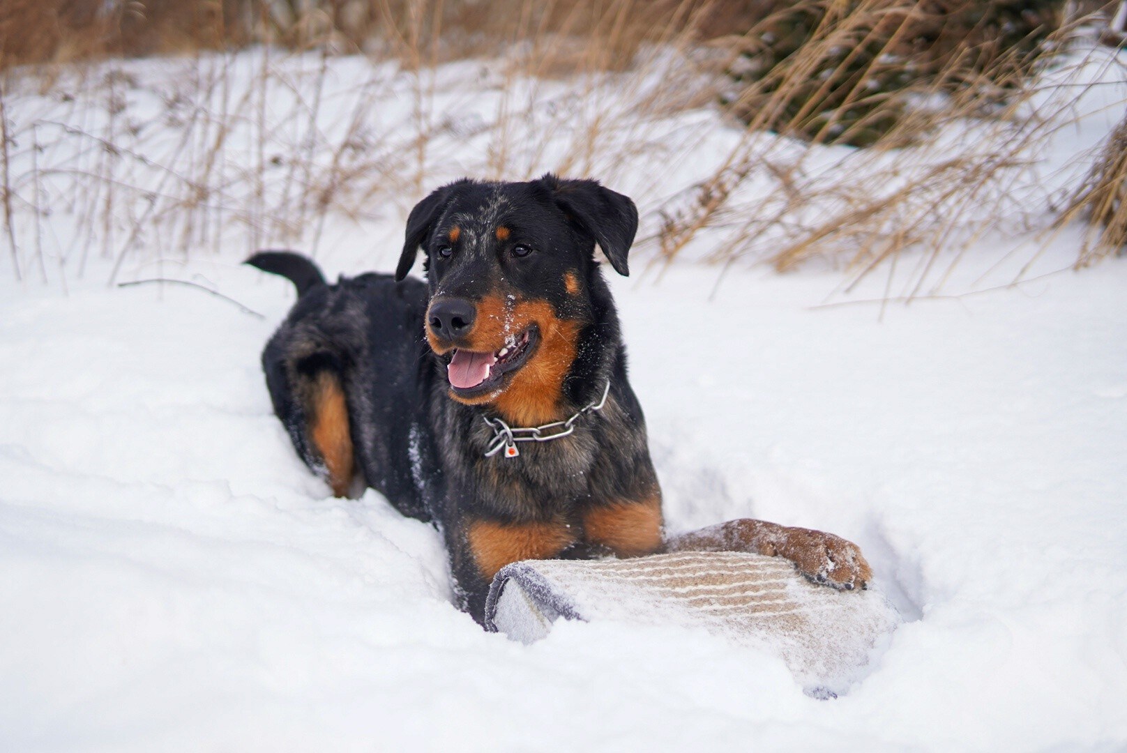Heros Opus A Dream Come True CGC CGCA CGCU TKI BH-VT (Dembe)