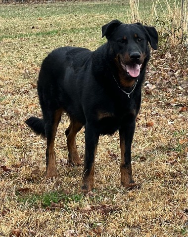 Saiko De La Bergerie D'elan (Saiko)