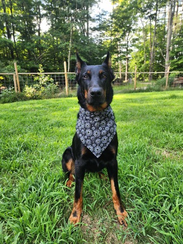 Birdwing Puppeteer  (Mazikeen)