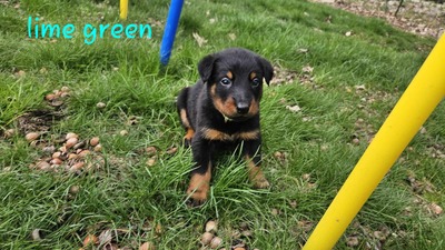 Verdant ( Green Collar)