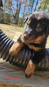 Sunny (Orange Collar)