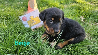 Daisy (White>Beige Collar>Hot Pink)