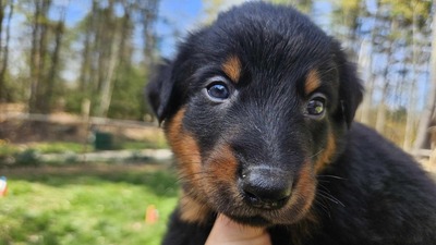 Sprout (Olive >Green Collar)
