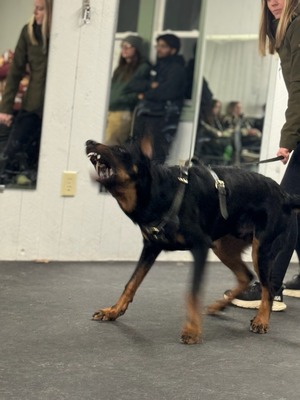 WGB Ablazing Carbon (Carbon)