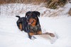 Heros Opus A Dream Come True CGC CGCA CGCU TKI BH-VT (Dembe)